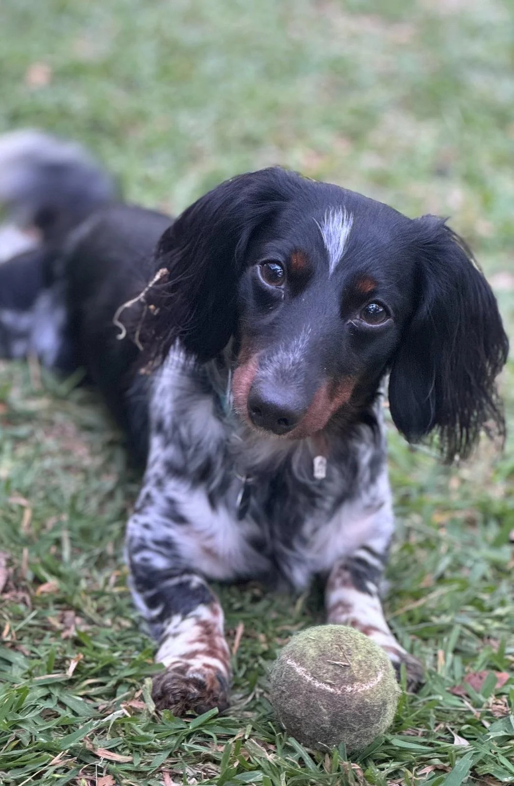 Dog with ball