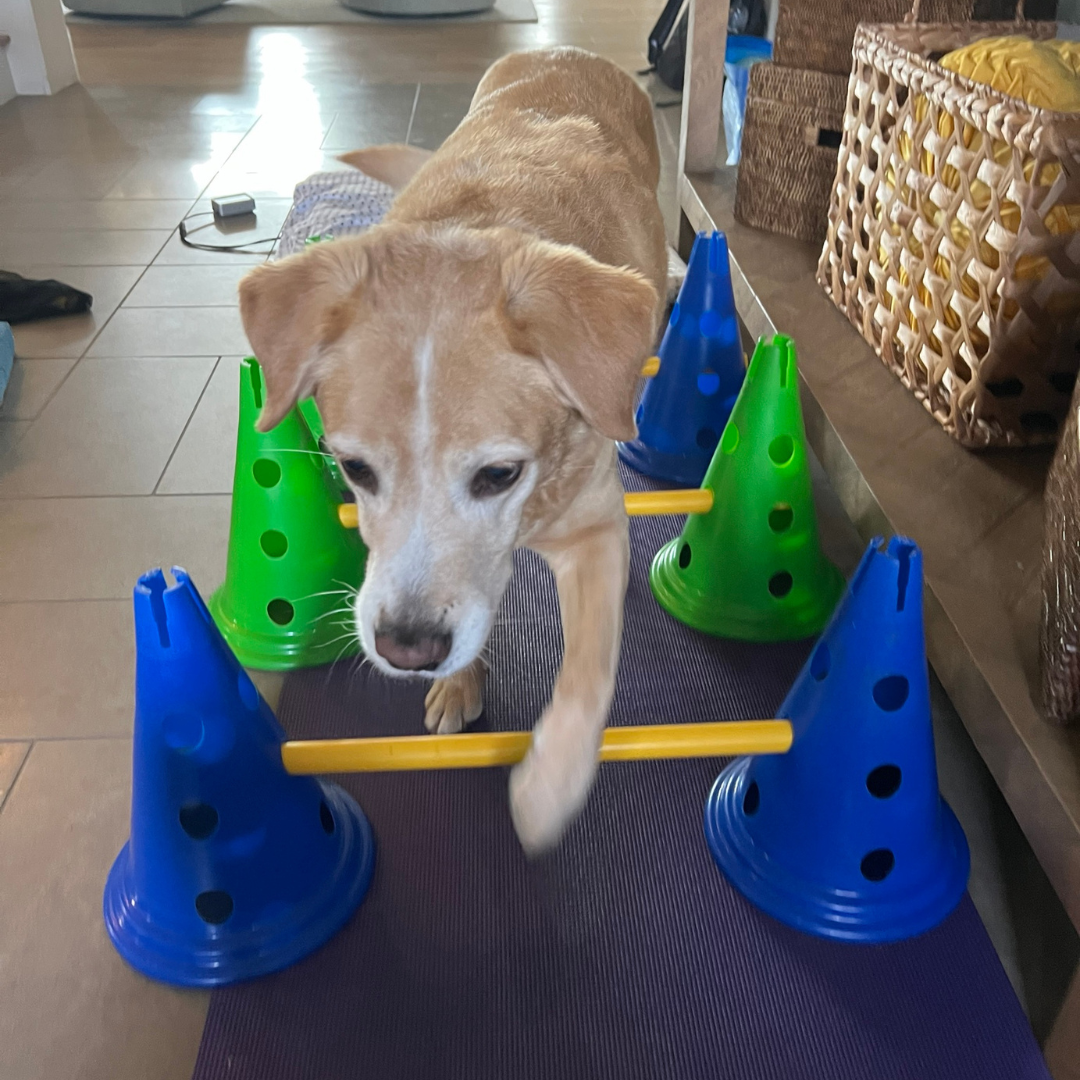 dog doing cone exercise