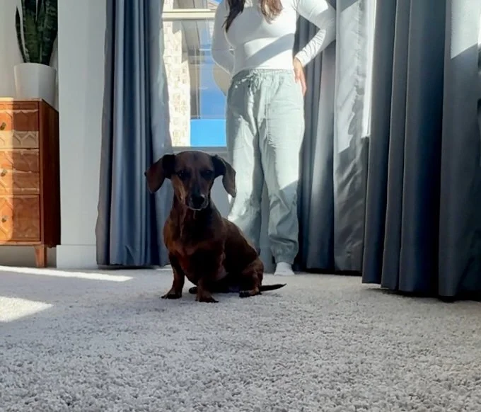 Dog in room with owner