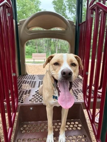 Dog on playscape