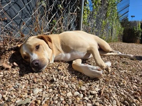 dog laying on side