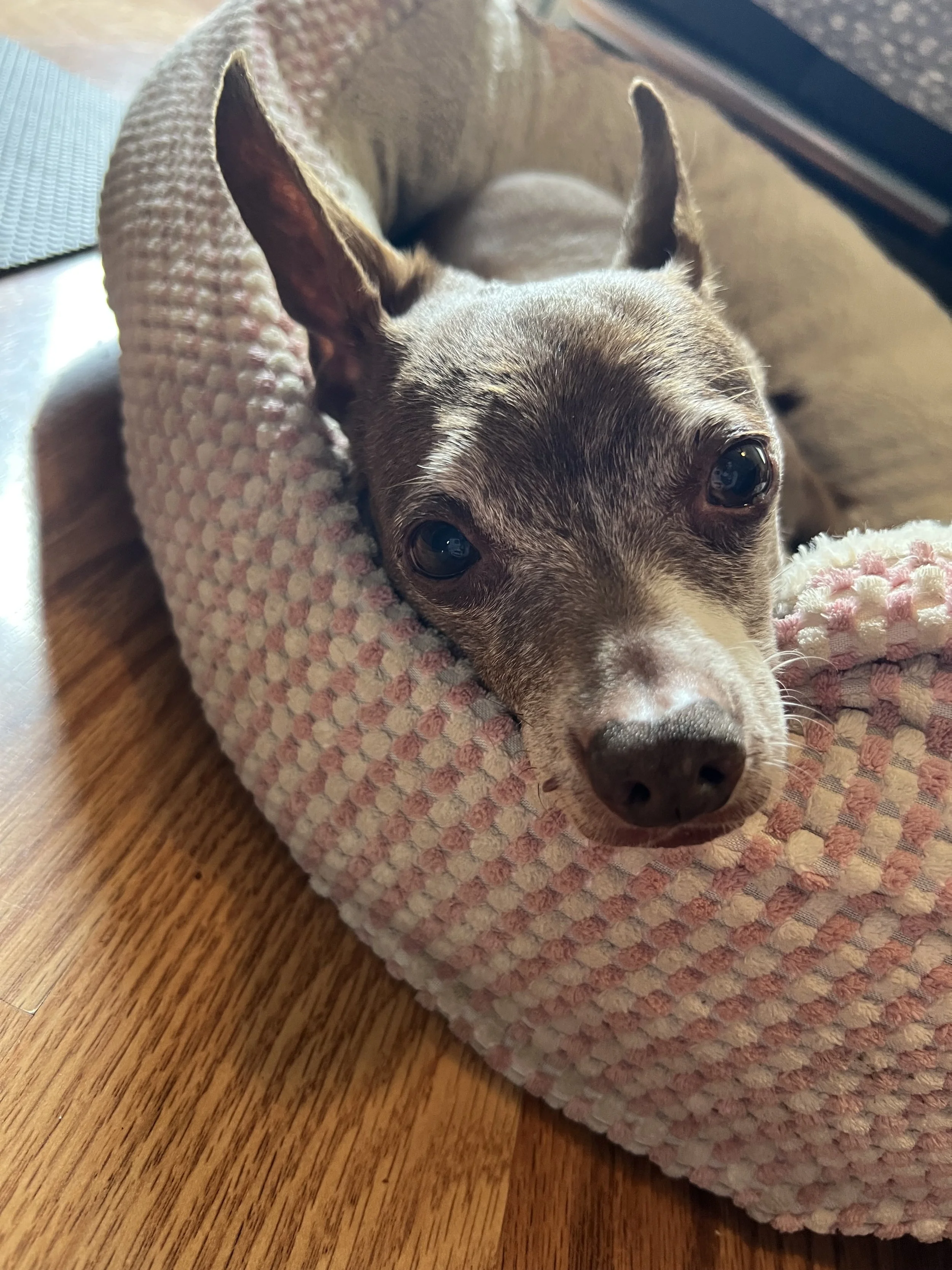 Dog laying in bed
