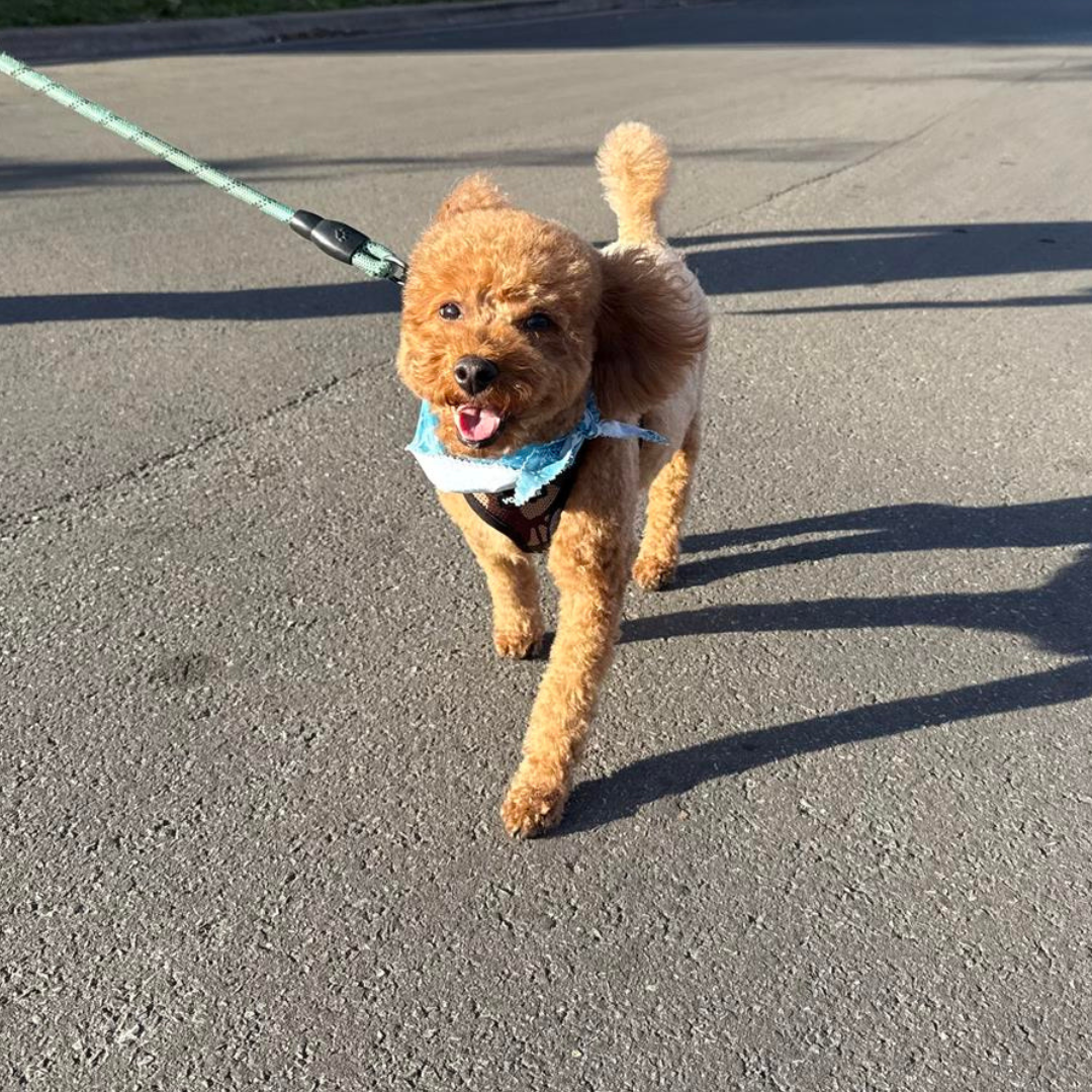 Dog on leash