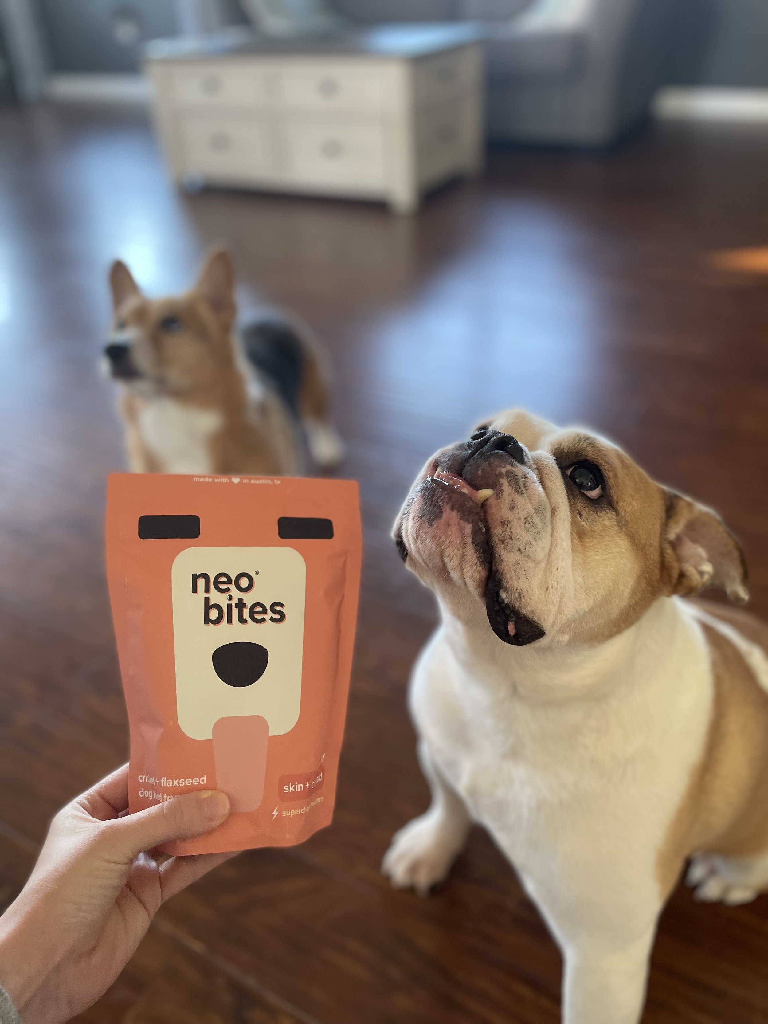 The Best Recommended Food for Dogs with Arthritis — Dog Rehabilitation ...