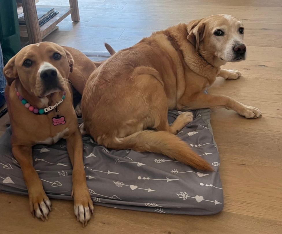 two dogs on mat
