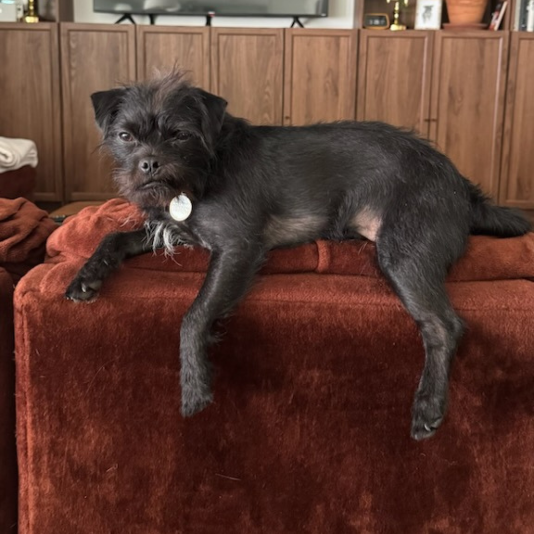 Dog on couch