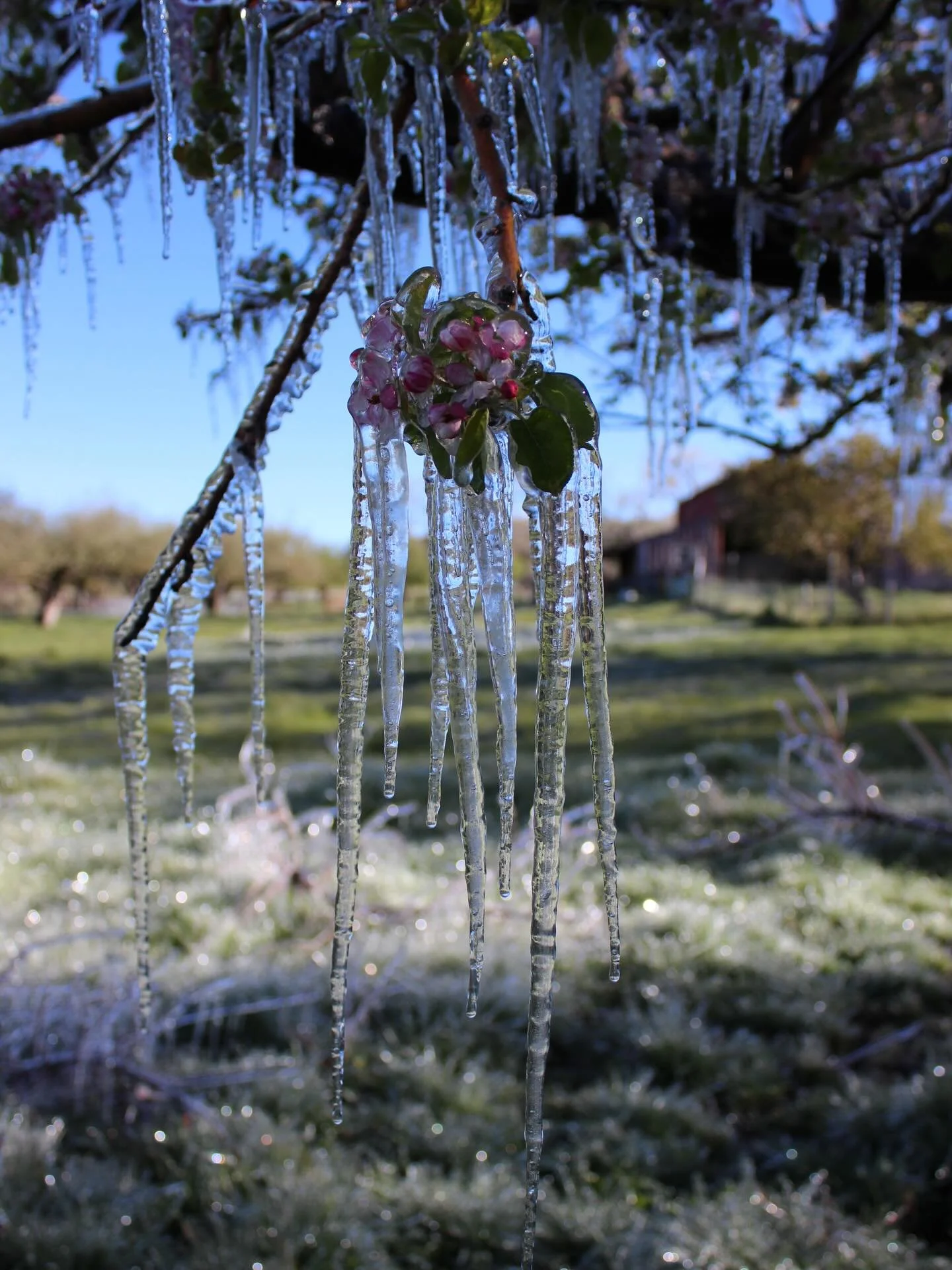 There was a cold snap this weekend in western Colorado. With our early bud break this years fruit trees and vines were exposed to some very cold temperatures. This iced over apple blossom is one method used to protect these early tender flowers and b