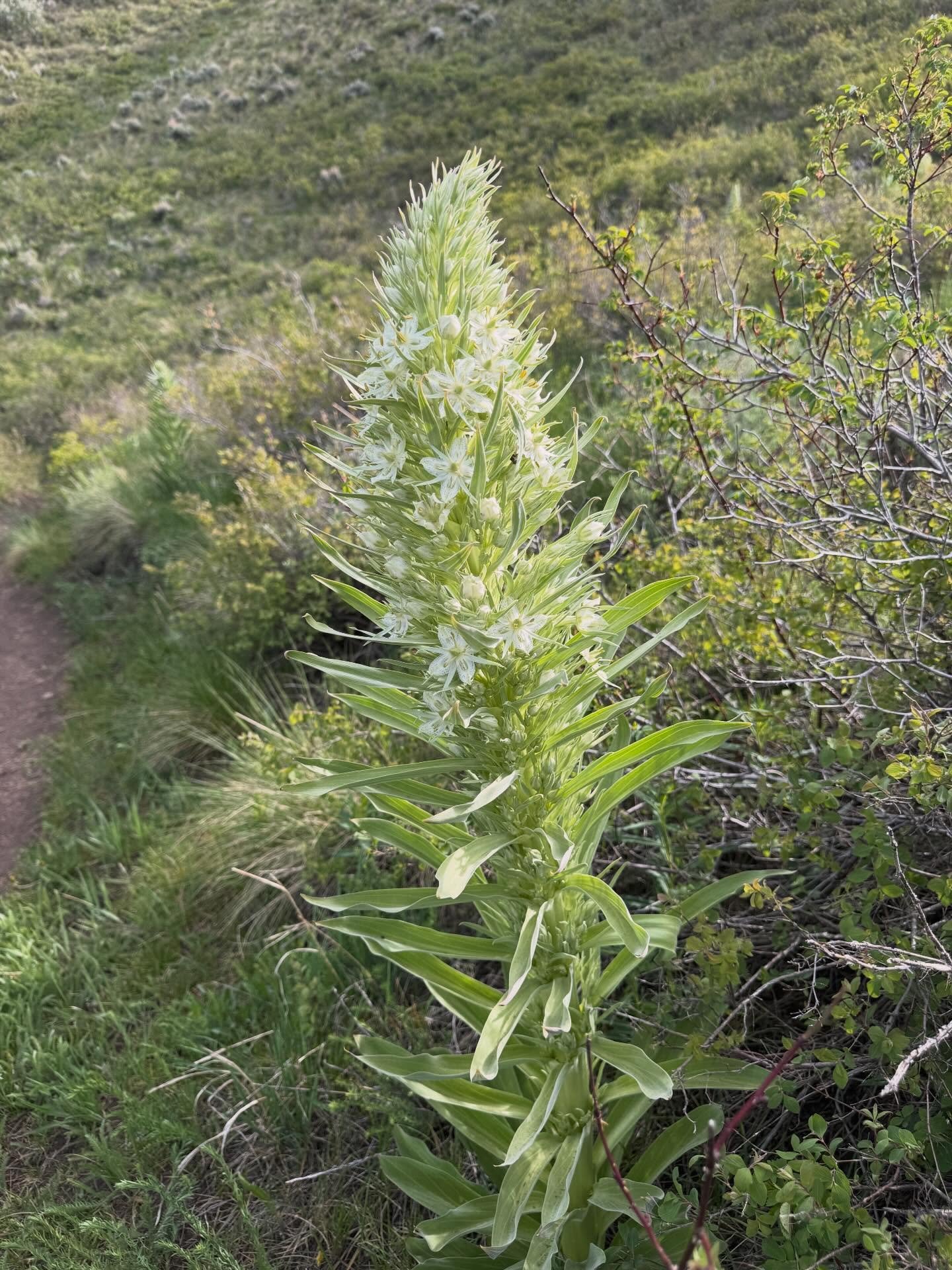 These beauties are popping all over! 
Kindly remind me their name?

#wildflowercapitalofcolorado 
#wildflower
#hikingcolorado