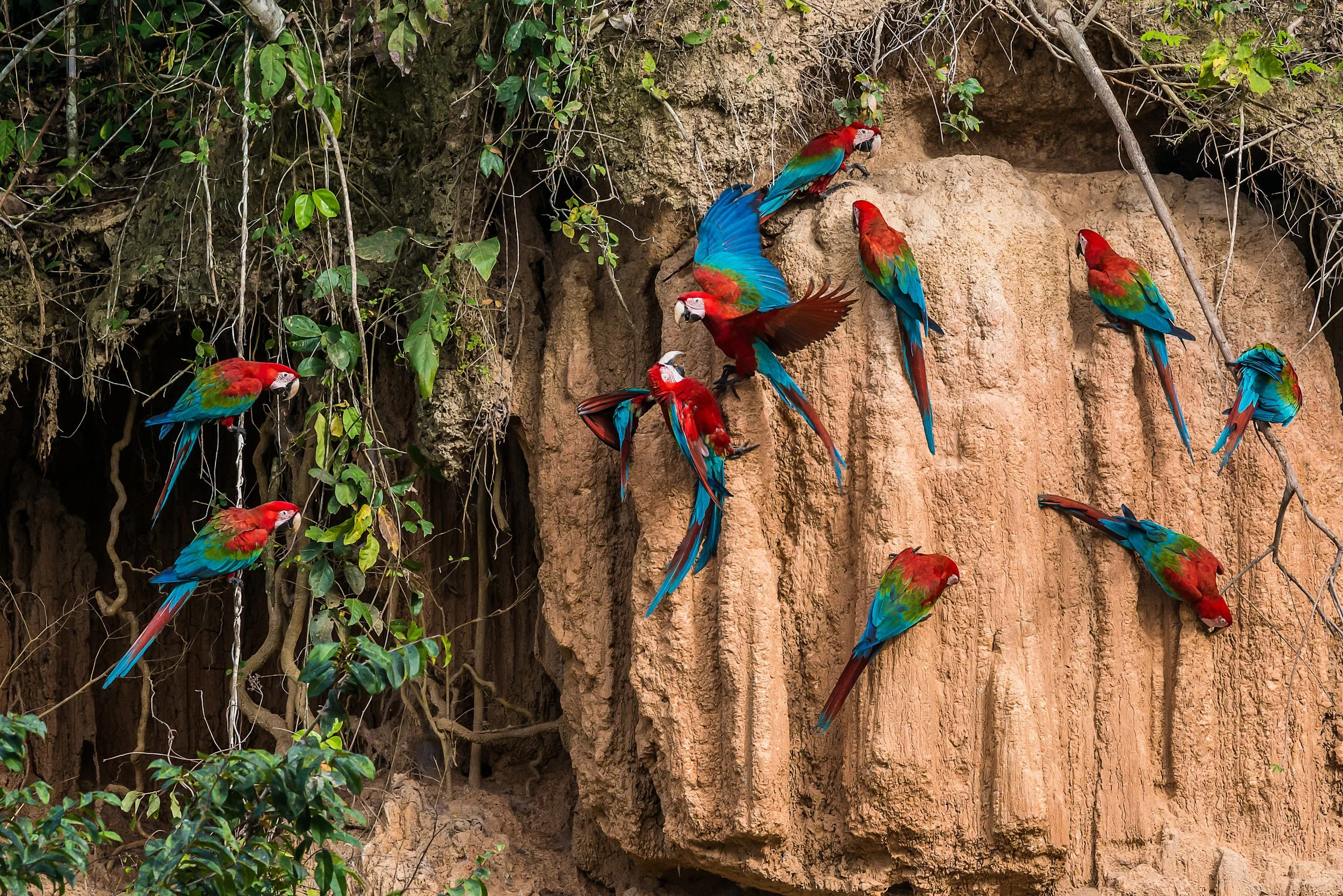 Amazon-Scarlet-Macaws-at-a-cliff-Low-Resolution-Width=3000px.jpg