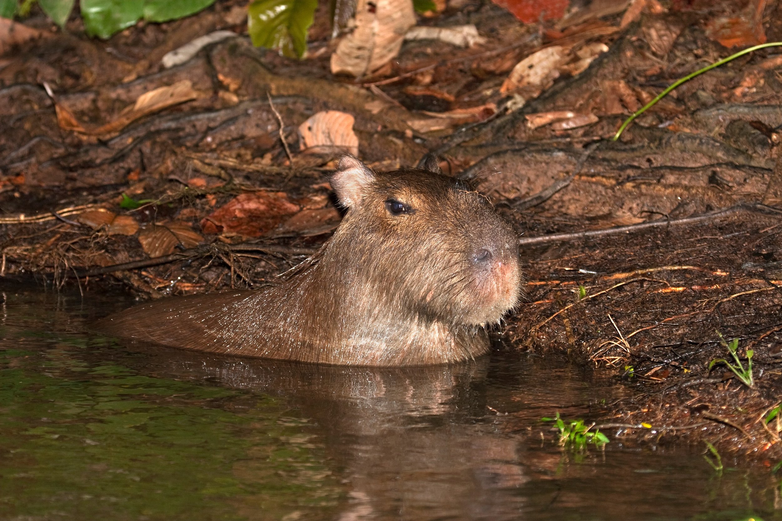South-America-Peru-Amazon-Capybara-in-water-Low-Resolution-Width=3000px.jpg