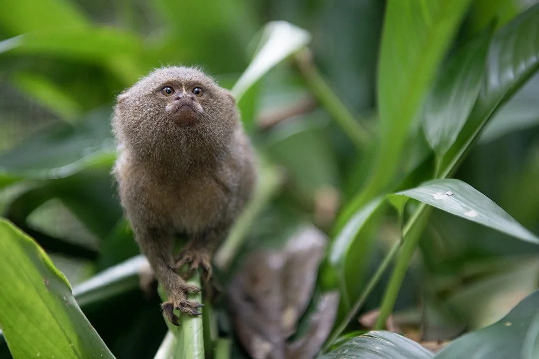 Amazon - Pigmy Marmose.jpeg