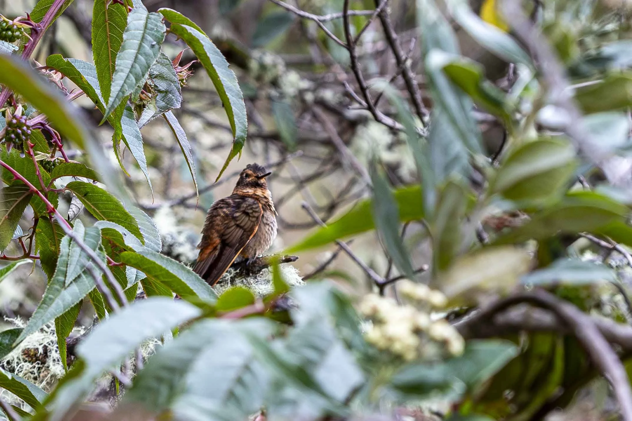 _G9A4677-Mejorado-NR (1).jpg