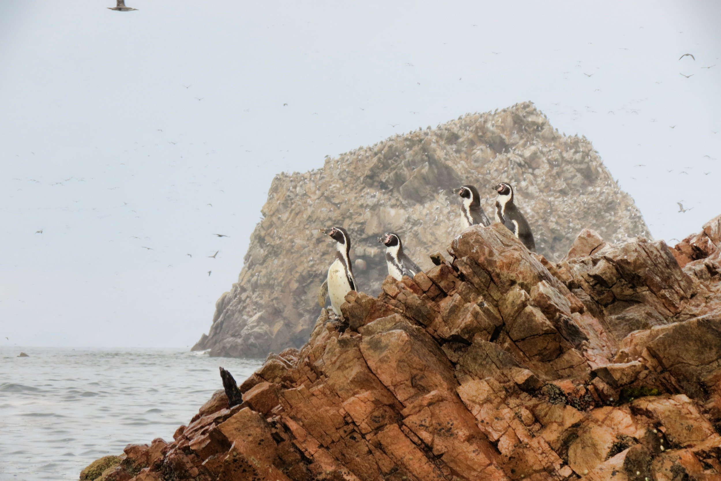 Islas Ballestas3.jpg