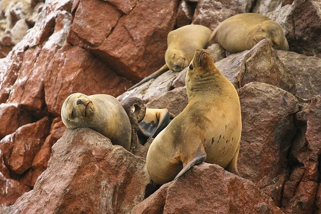 Islas Ballestas4.jpg