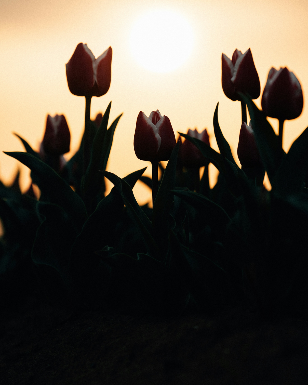 Sunset Circle with Melissa Potter