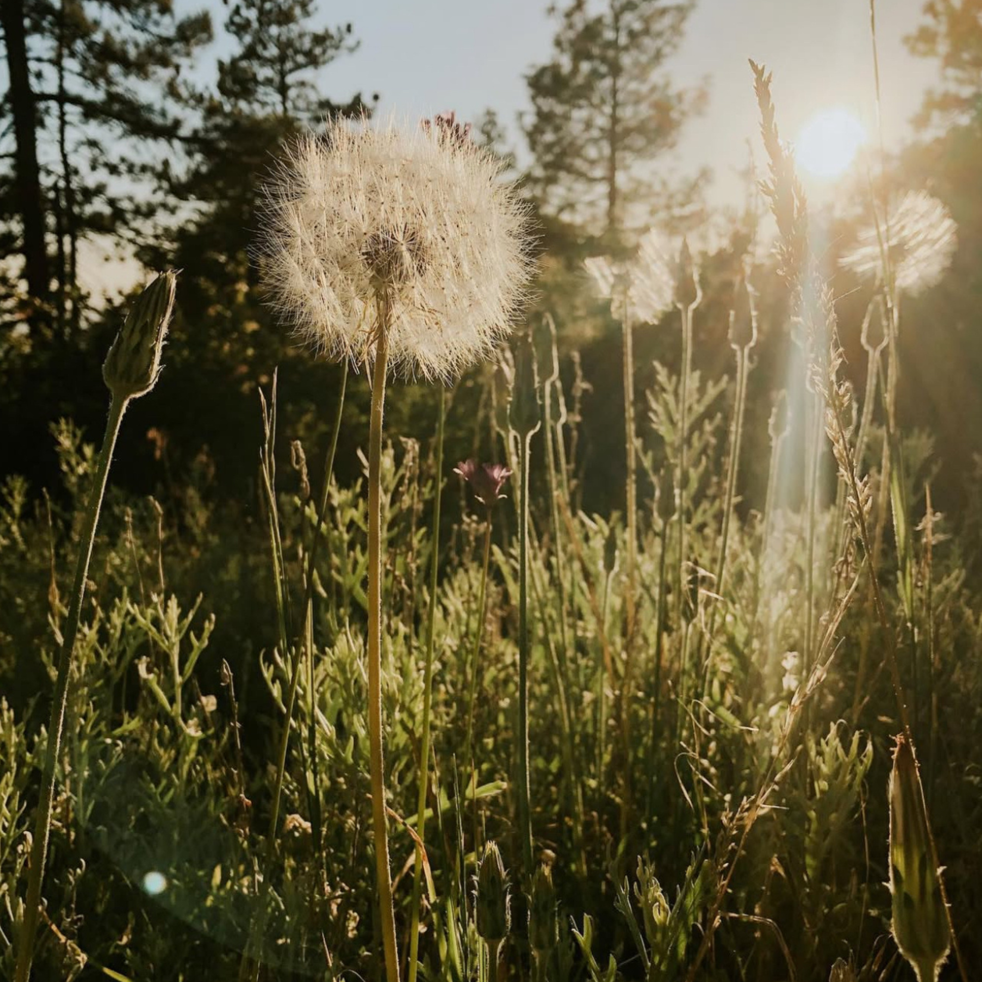  Awaken: A Chakra Exploration -Sunset Circle and Social with Alison Mullins