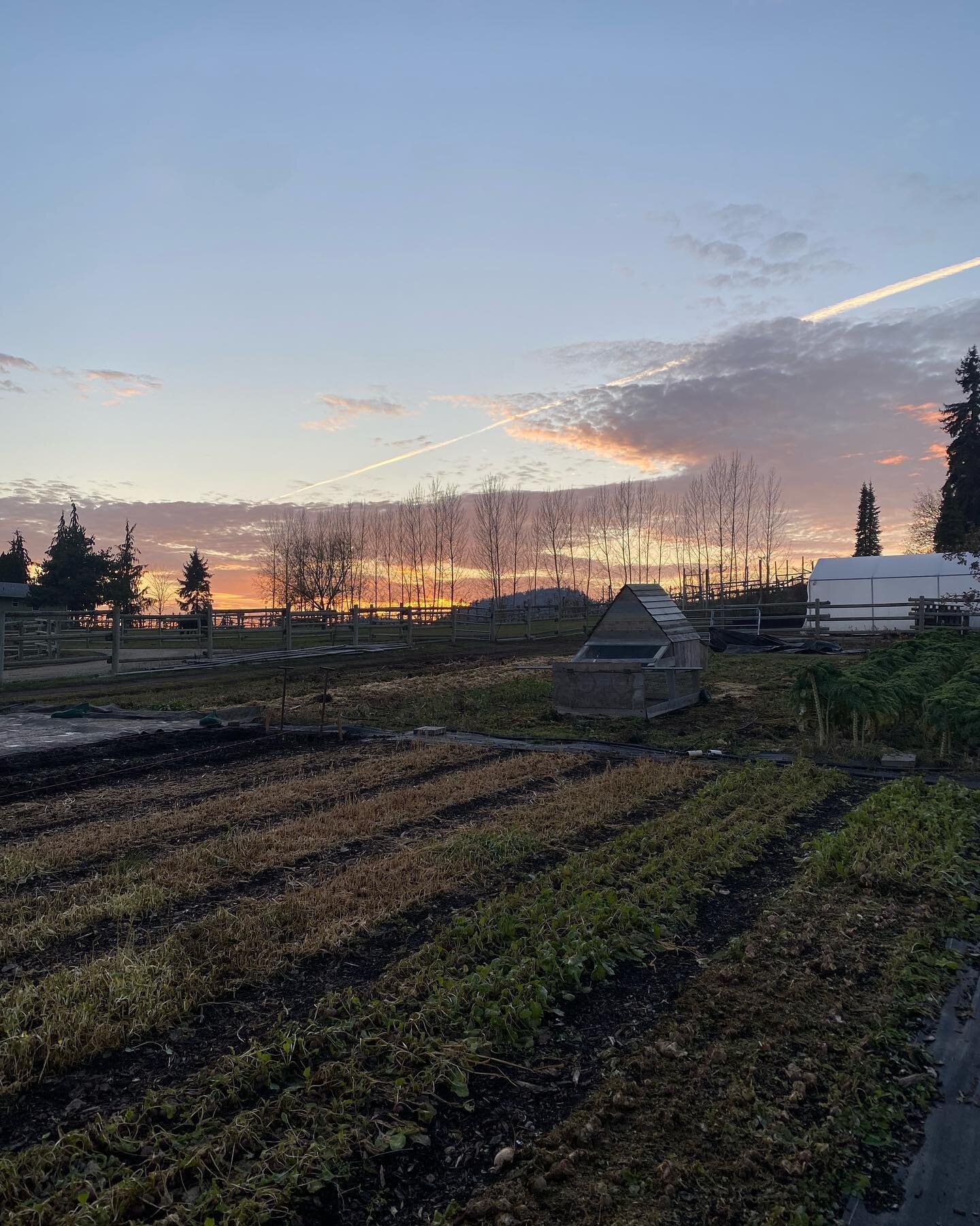 A little gratitude time! 
Thanks to all the farmers who&rsquo;ve supported me this far! @thisonefarmer @littleschack @wiseearthfarm 
I&rsquo;m happy to say that this farming venture has been profoundly challenging and overwhelmingly positive. 
Farmer