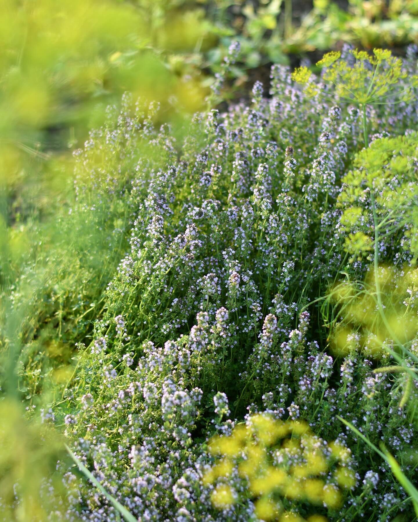 It&rsquo;s spring-thyme! 🌸 Happy official spring, folks. This thyme is from last year, but we are stoked for what&rsquo;s to come. Swipe to see our herb patch babies all lined up and ready for a great year ahead 🌱
.
.
.
#spring #springequinox2024🌸