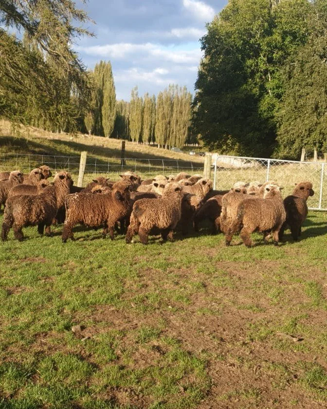 🐑 We Love Naturally Coloured Sheep 🐑 

Here are the beautiful coloured Romney sheep from Waimate, South Canterbury, whose wool has been sheared to create our stunning Wool Marl colour. These sheep have the most exquisite tonal variations, which we 