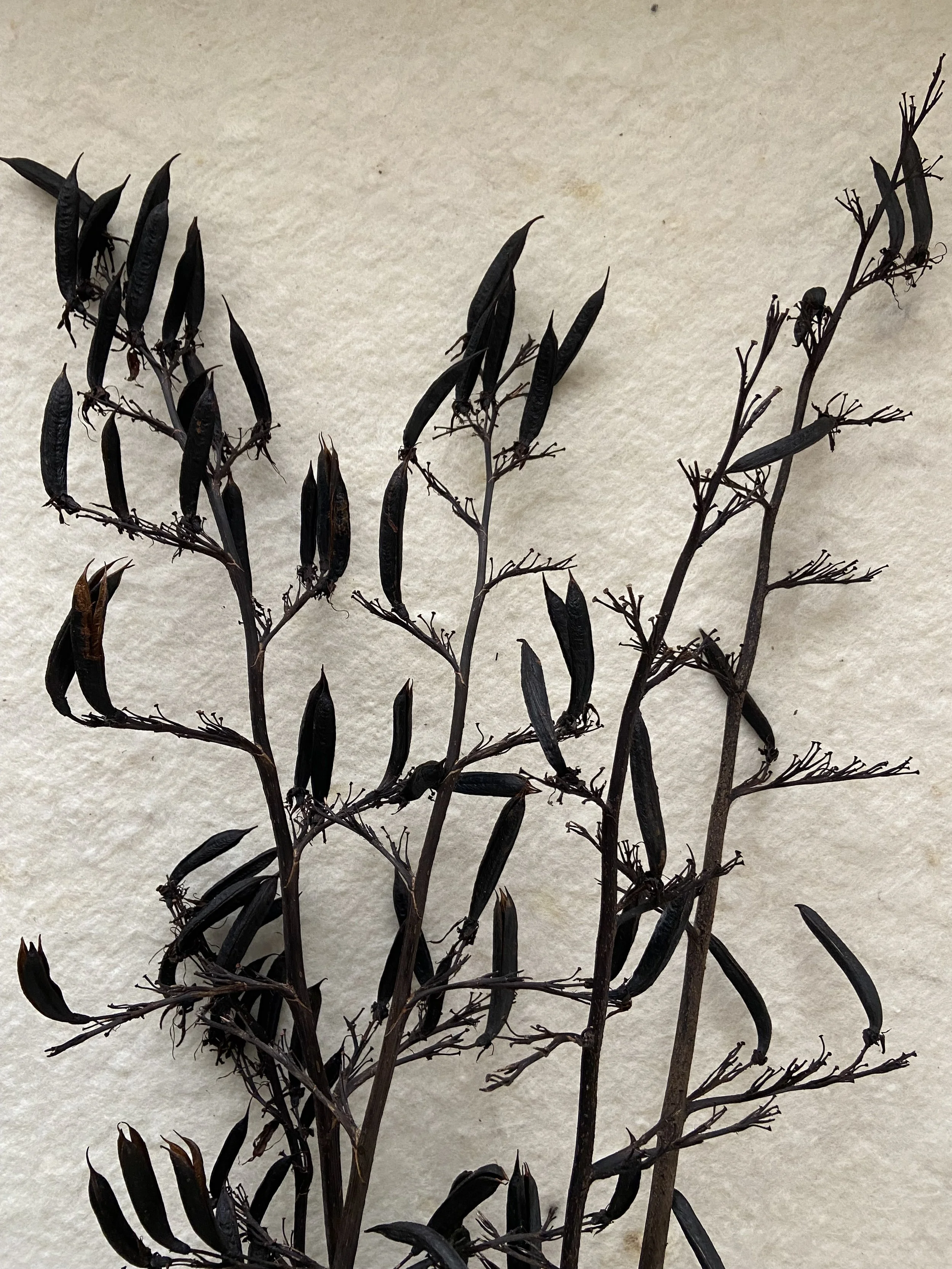 Lof Dried Harakeke Seed pods for dyeing.jpeg
