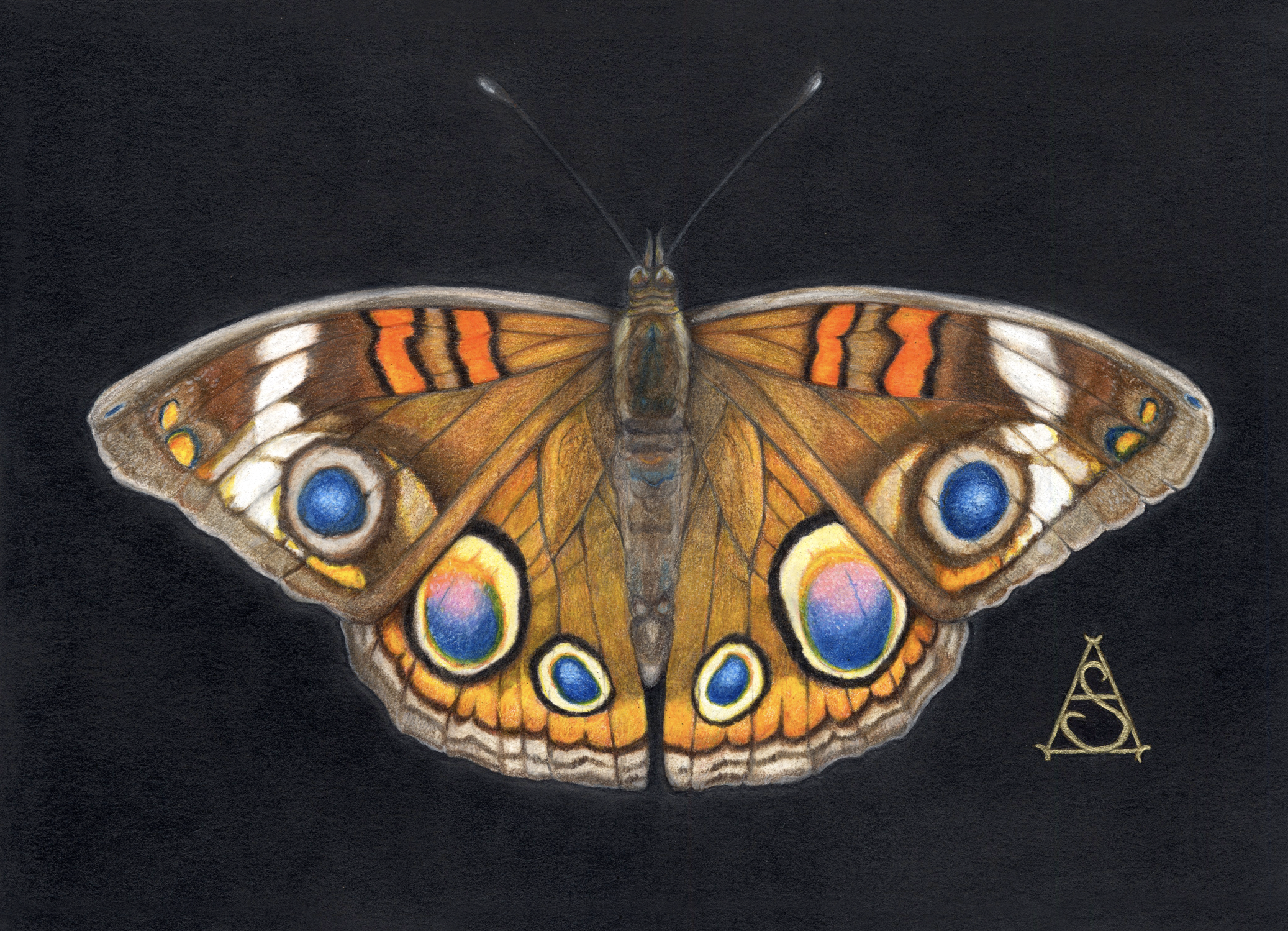 L.Sheppard.CommonBuckeye_02.png