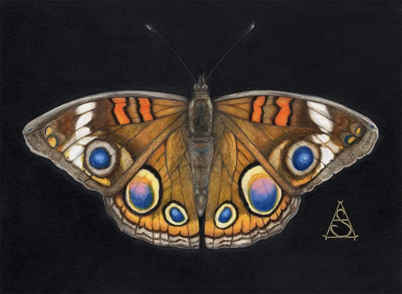 “Common Buckeye” by Lisa Sheppard