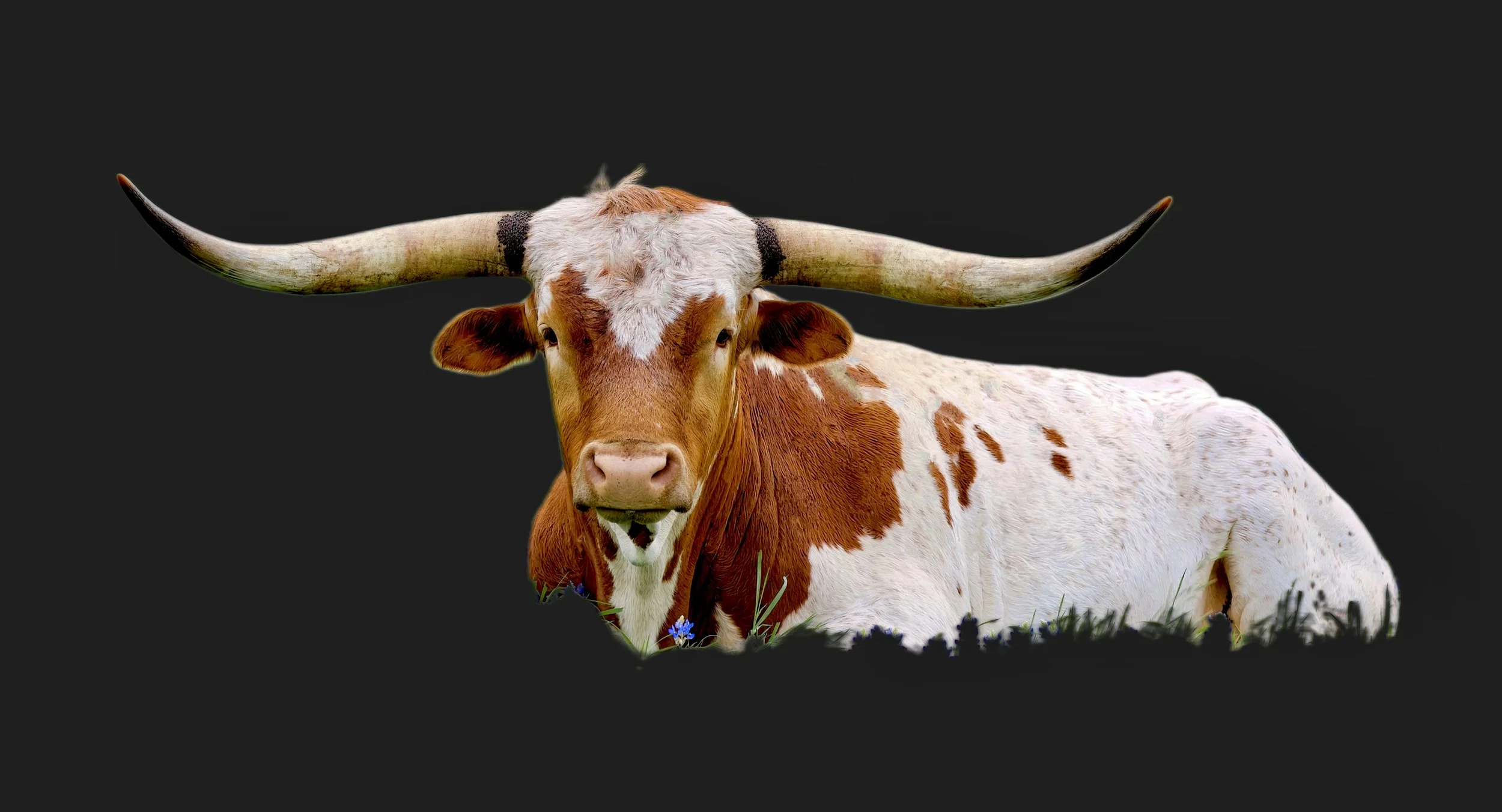 "KING OF THE PRAIRIE" by john babis