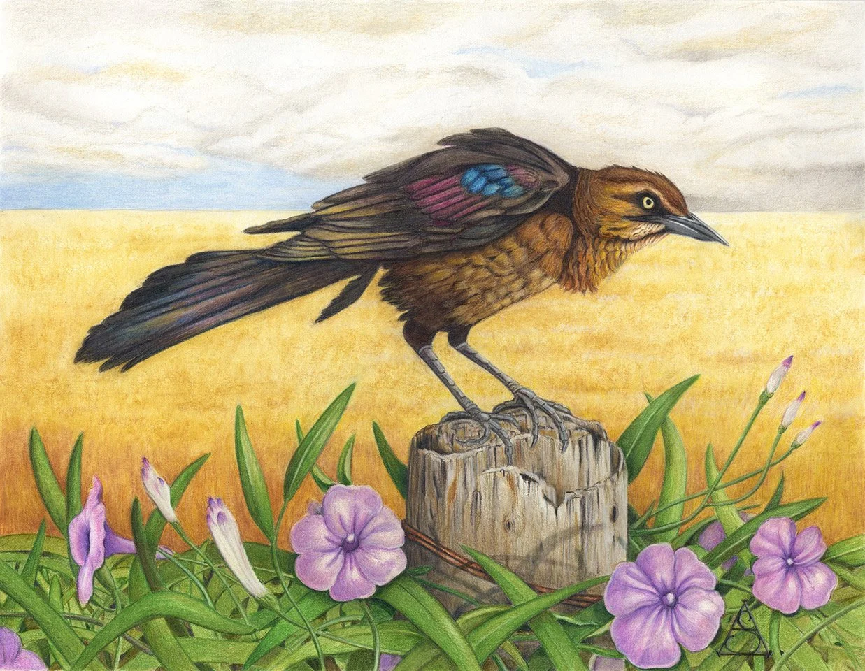 "Grackle Moxie" by Lisa Sheppard