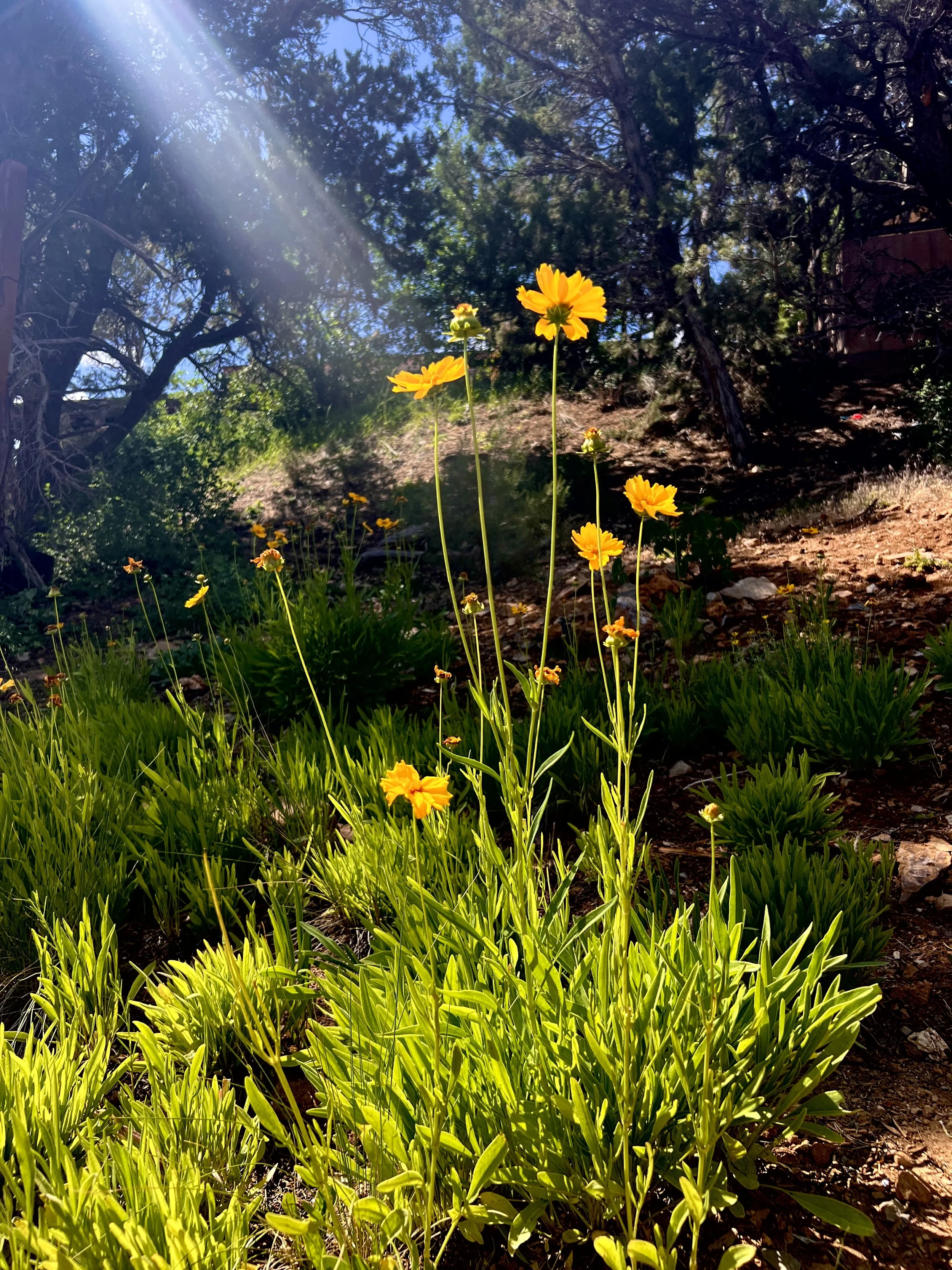 "Illumination" by Gwen Fine Roberts