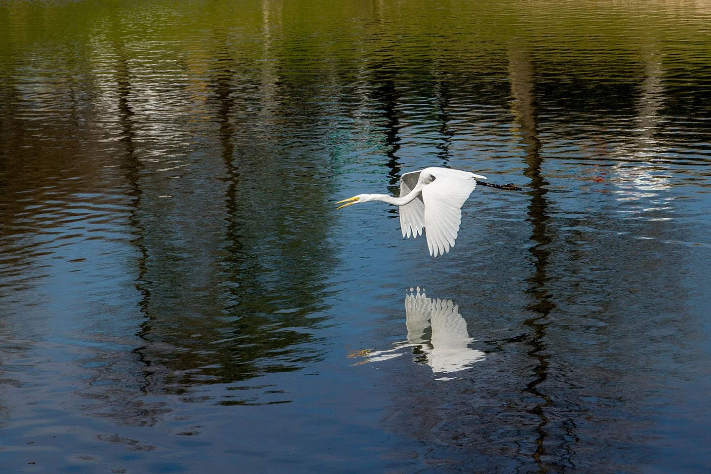"Reflection In Plano" by George Fargo