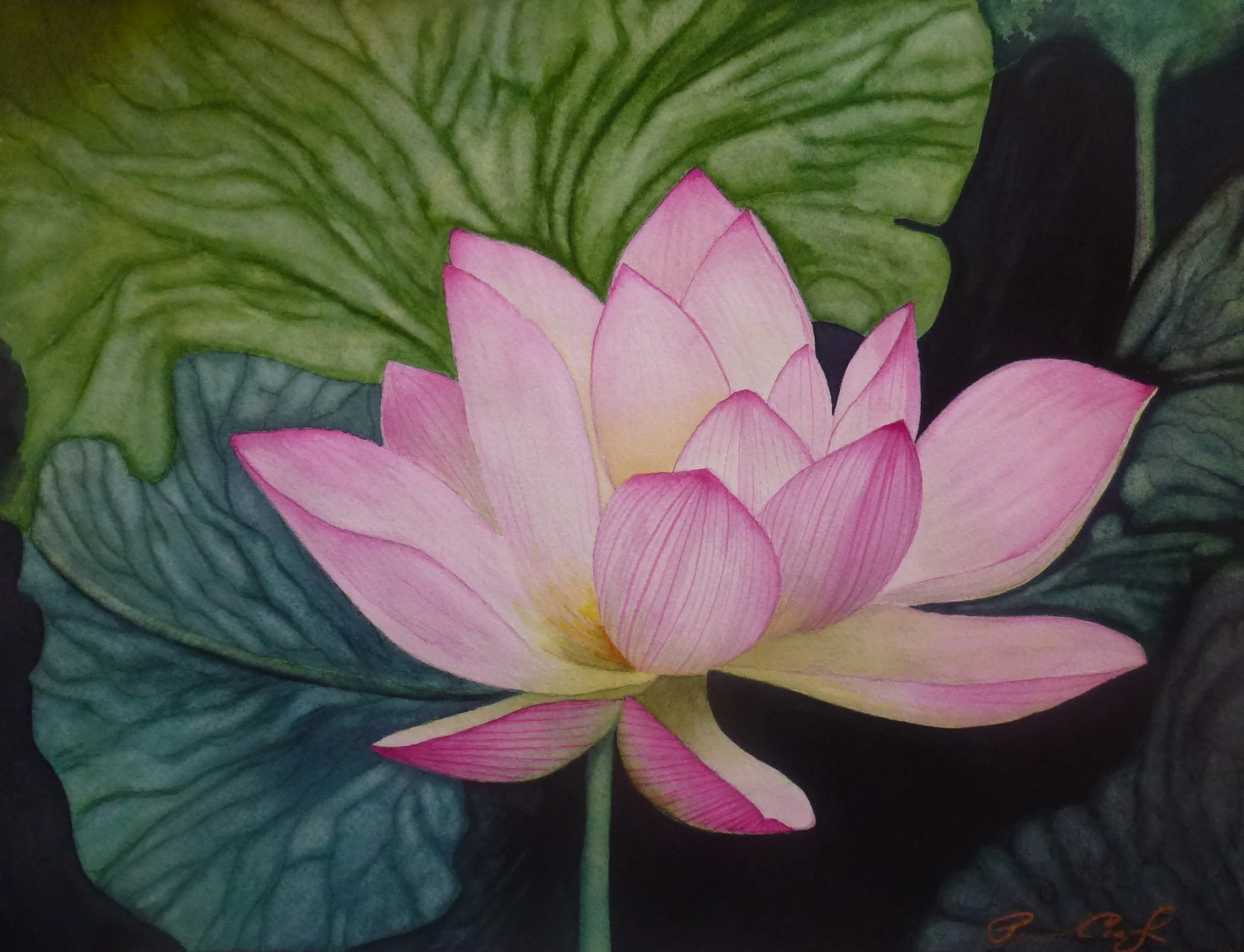 P.Crosby.Nymphaea_I.01.JPG