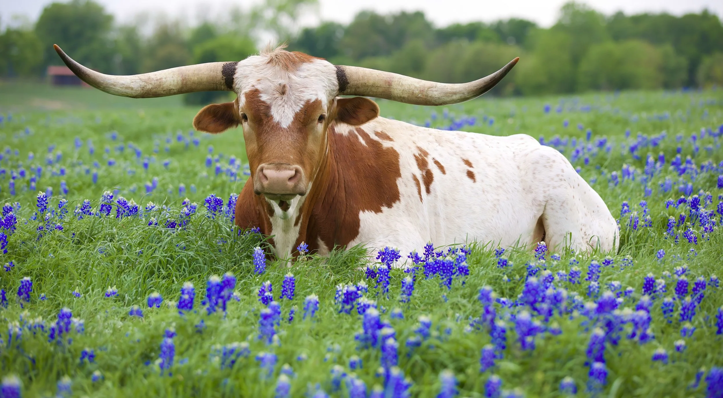"WHERE LONGHORNS ROAM" by john babis