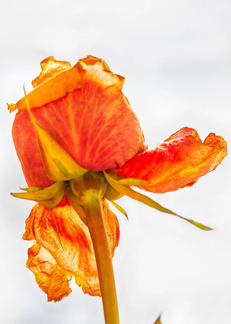 "Ballerina" by Gabrielle Pruitt