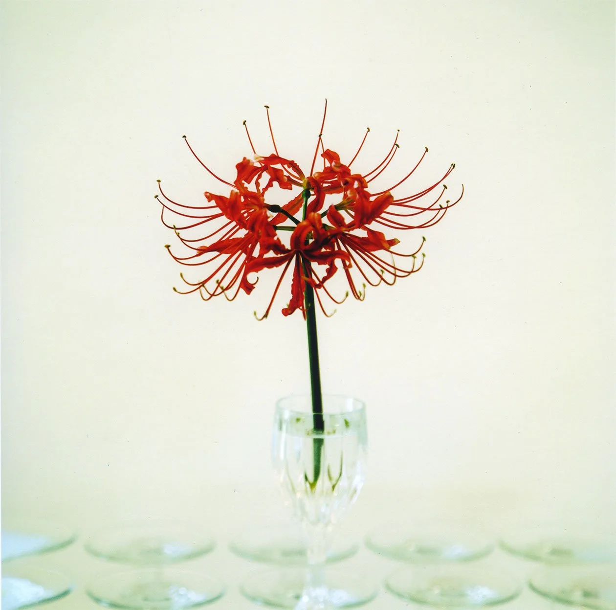 G.Pruitt-SpiderLilly.jpg