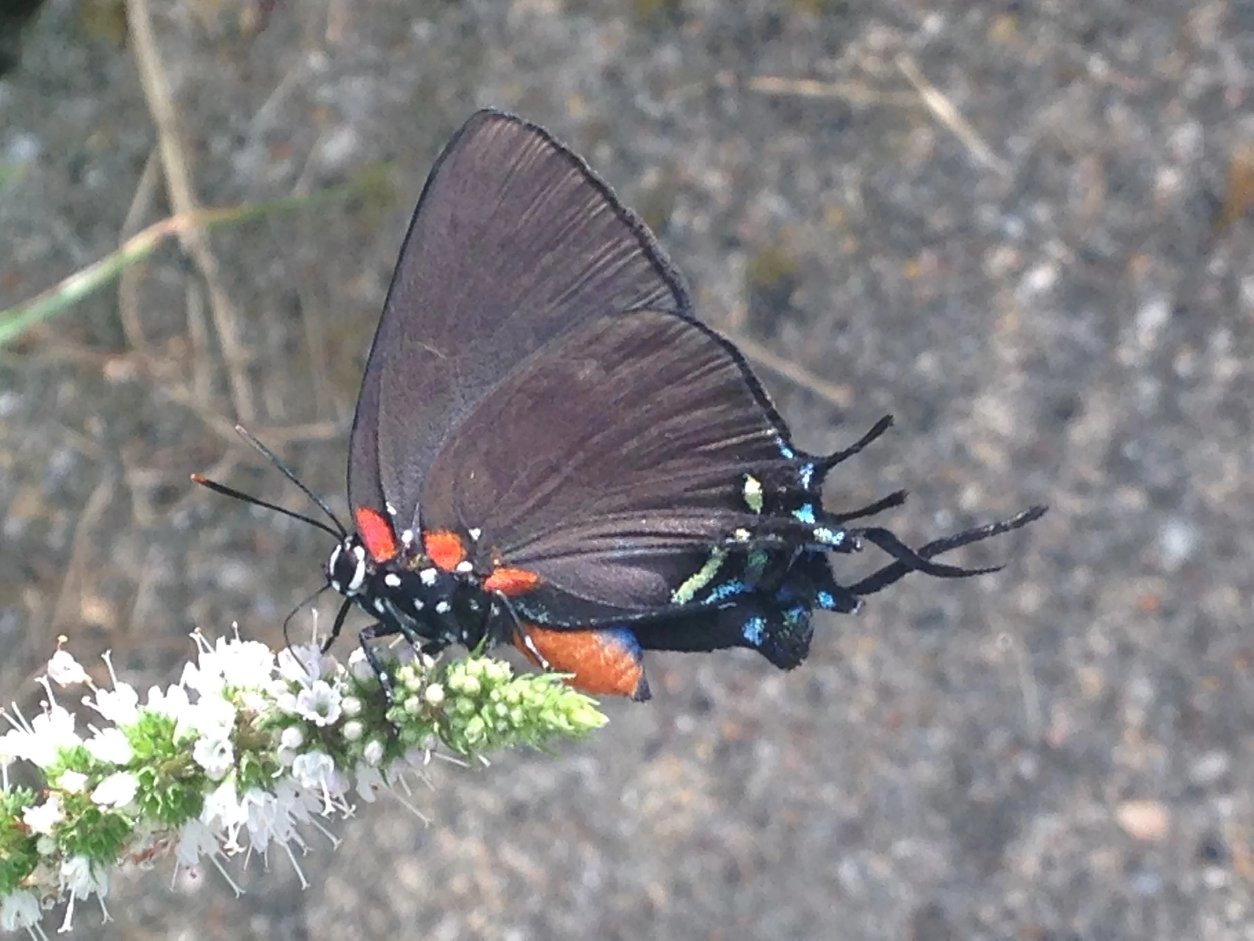 "Mint Delight" by Melissa Dillow