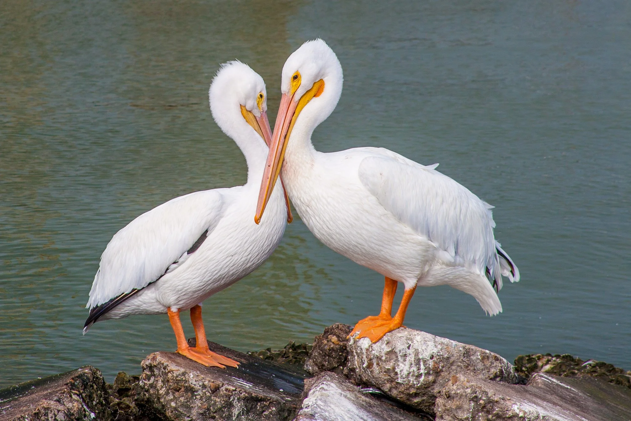 "Pelican Love" by George Fargo