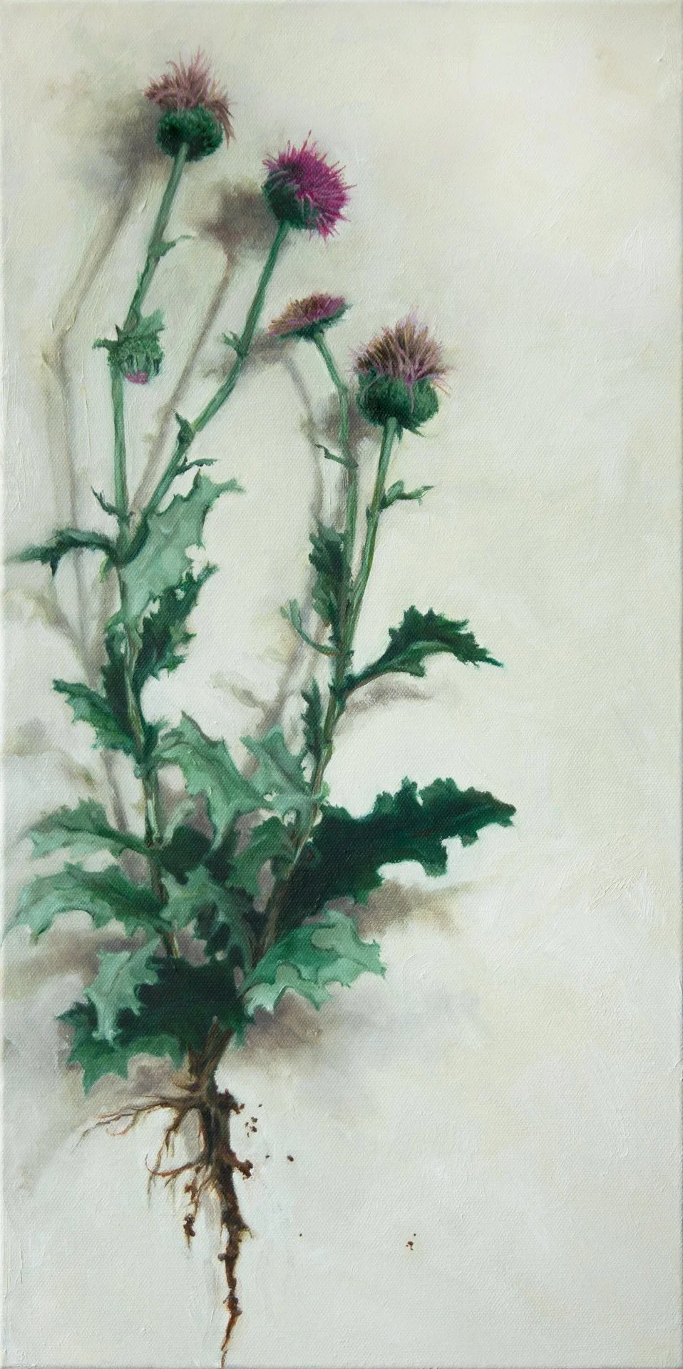 "Uprooted IV. [Silybum marianum.] Milk Thistle." by A. Eilene Carver