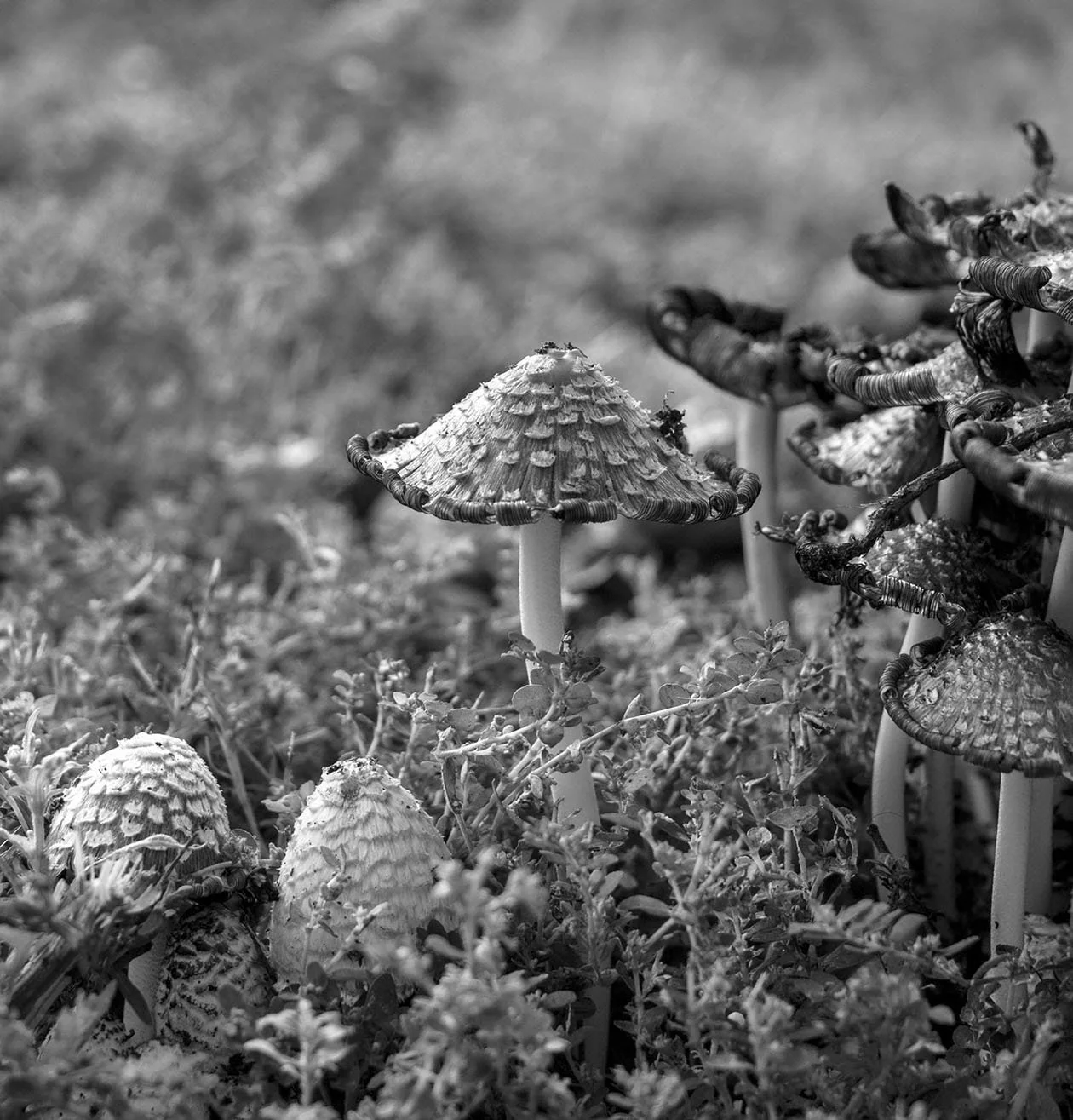 "Mushroom  Hotel" by Gabrielle Pruitt