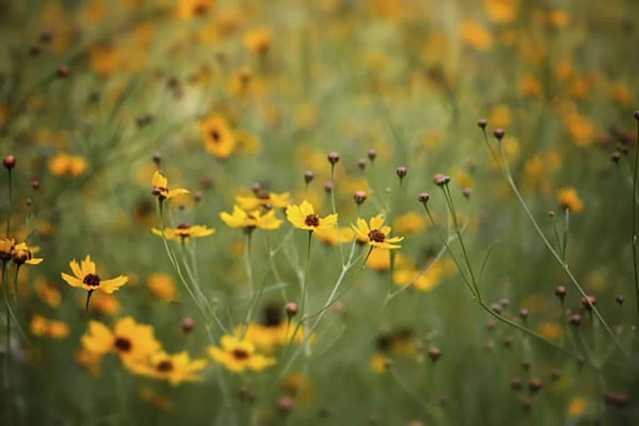"Brown-Eyed Susan" by Gabrielle Pruitt