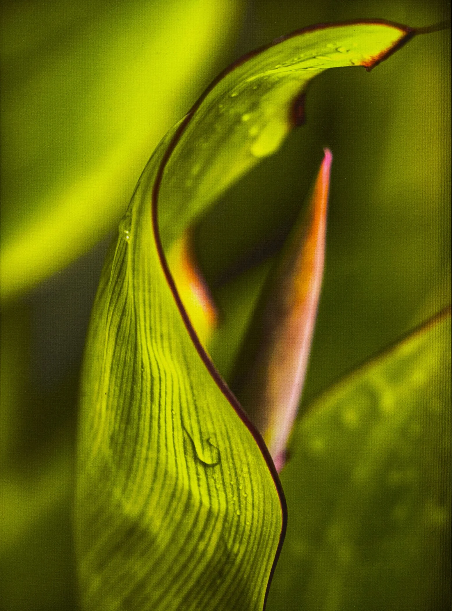 "Canna" by Gabrielle Pruitt