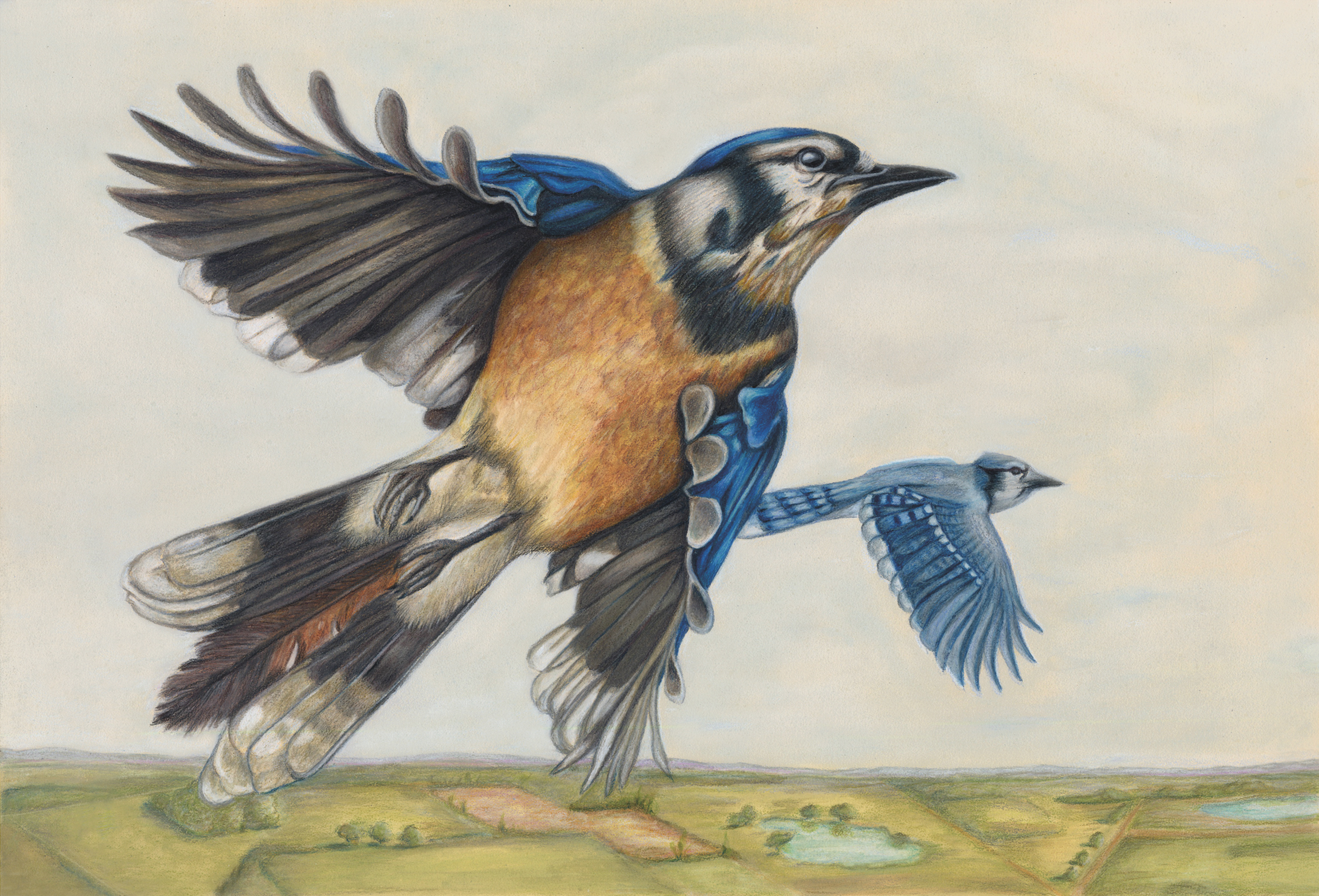 "Jays in Flight" by Lisa Sheppard