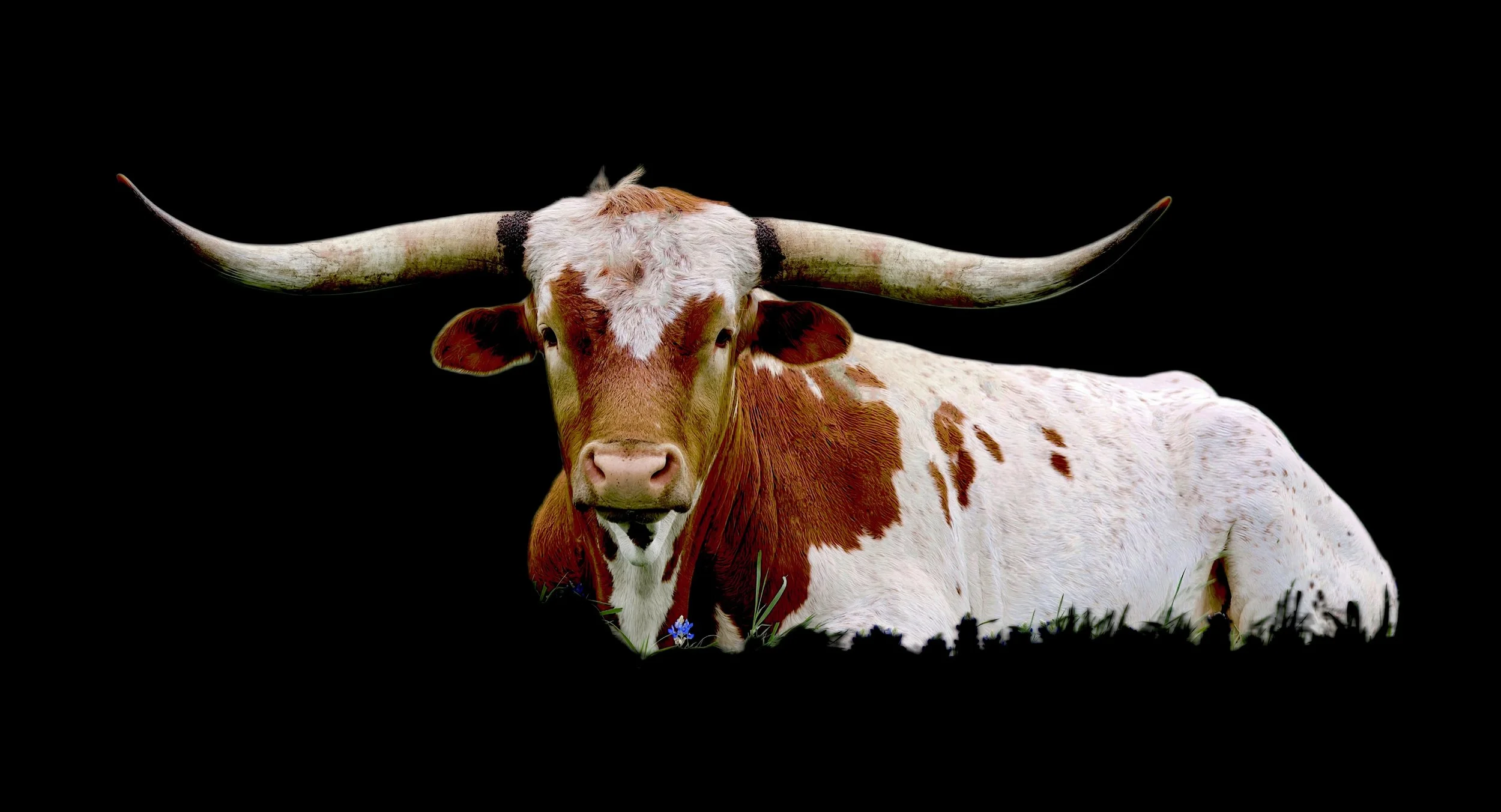 "KING OF THE PRAIRE" by john babis