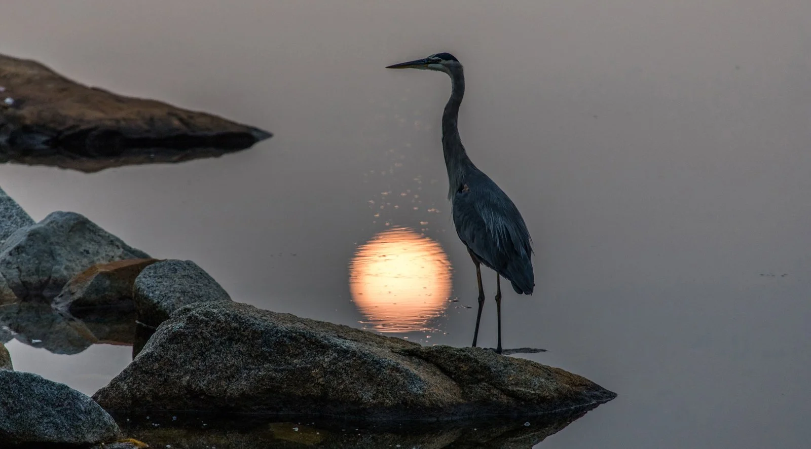 "Heron Sunrise" by Sean Britt