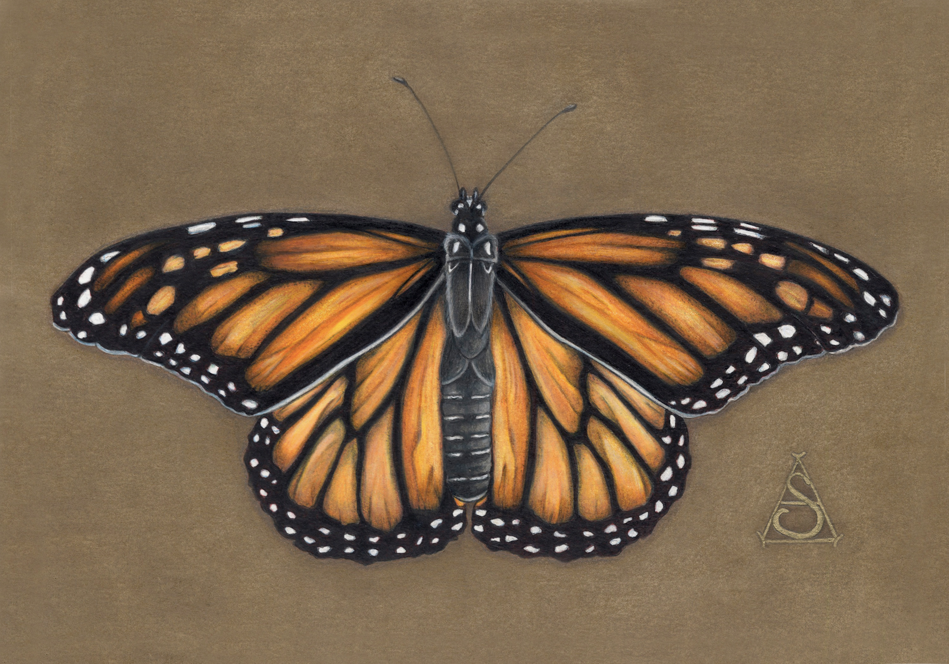 "Monarch" by Lisa Sheppard
