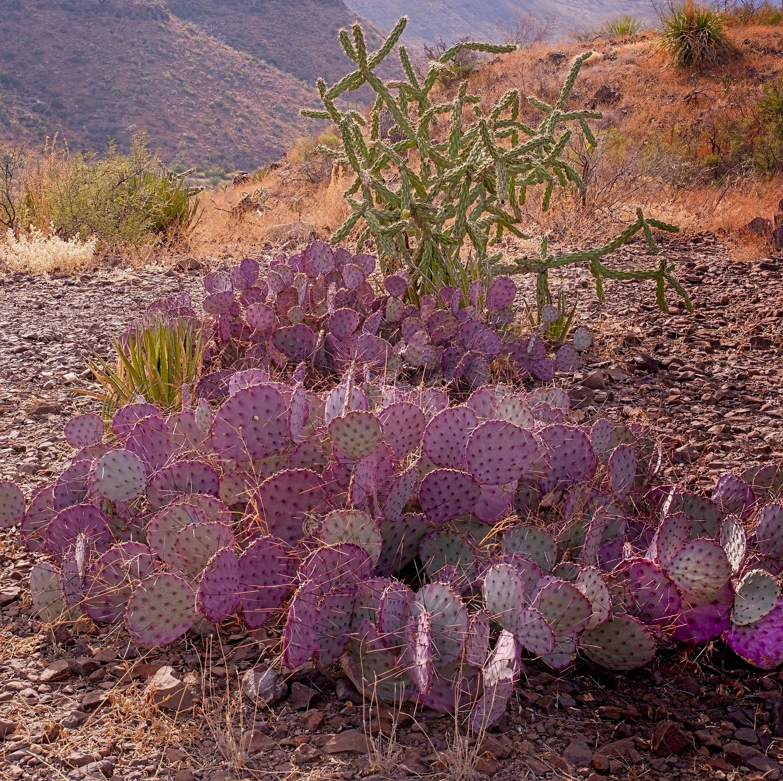 "SANTA RITA PURPLE PRICKLY PEAR" by john babis