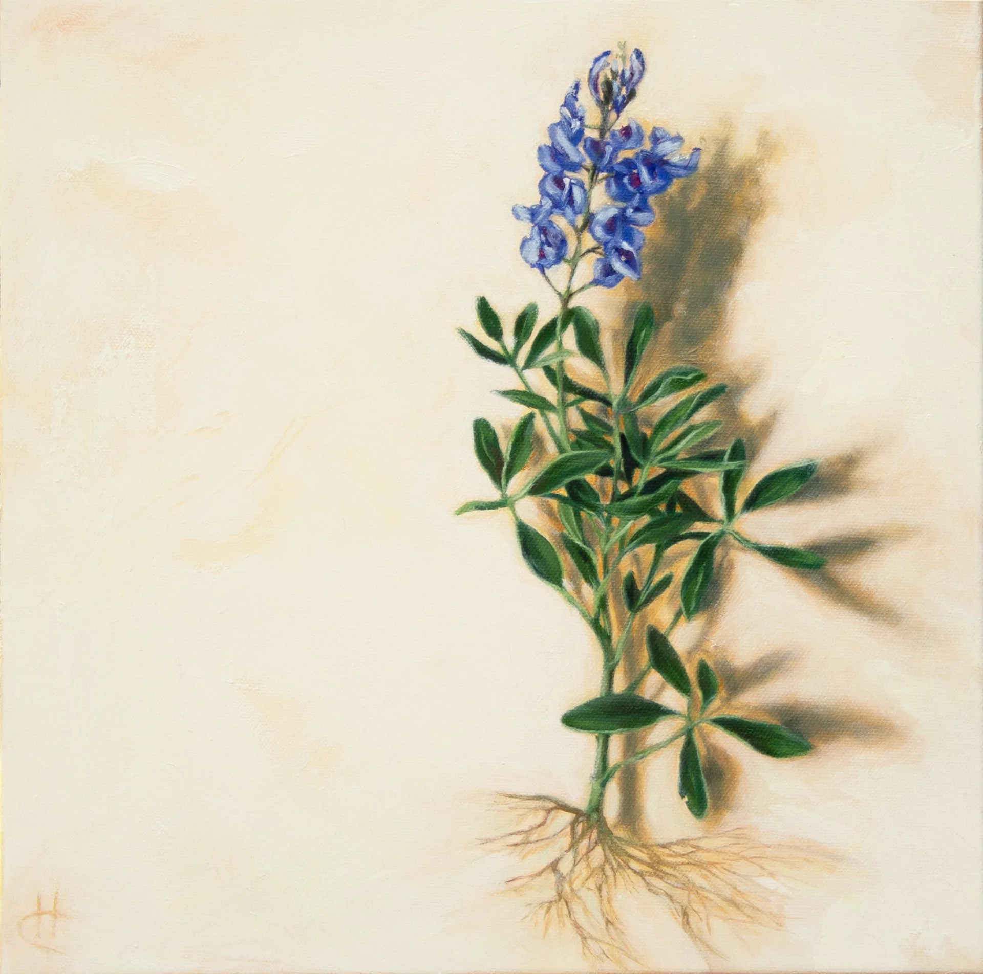 "Uprooted VII [Lupinus texensis] Bluebonnet." by A. Eilene Carver