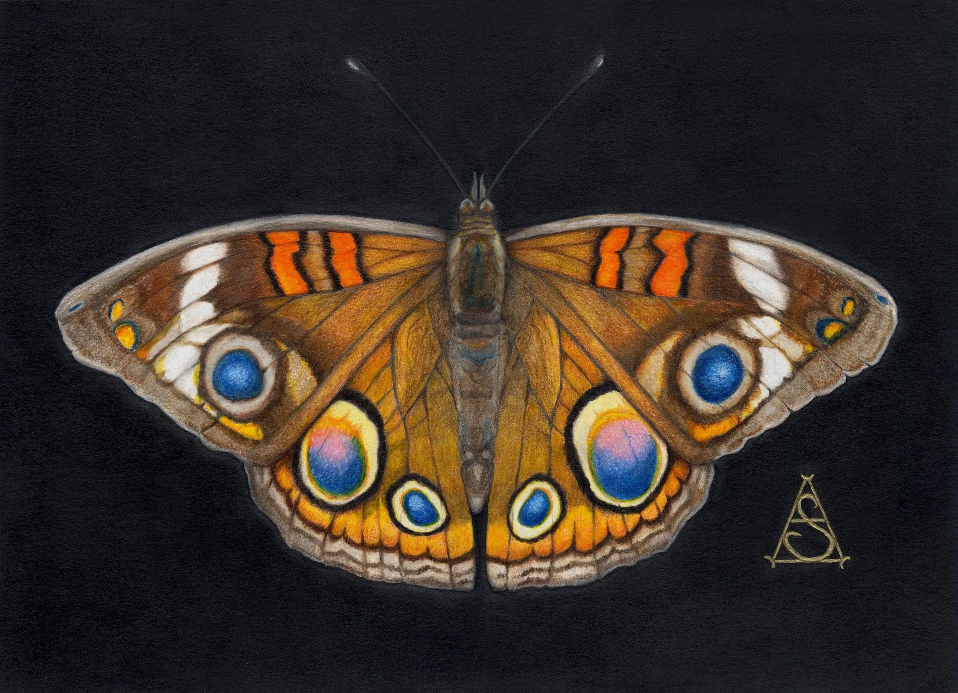 Sheppard_CommonBuckeye.jpg