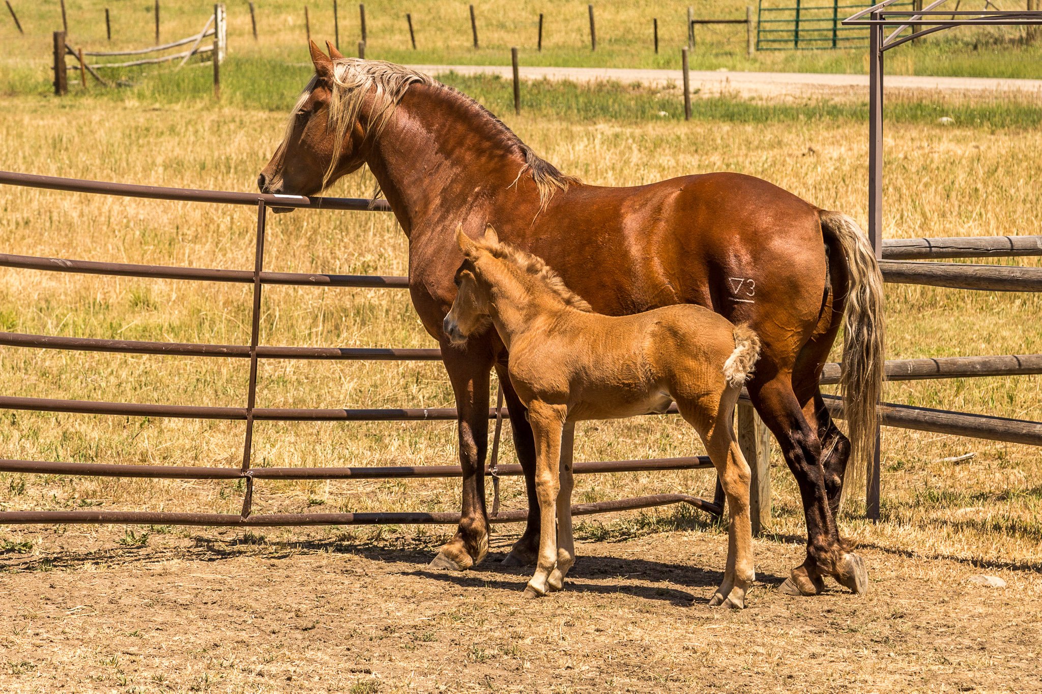 G.Fargo.Mareand MiracleFoal.jpg