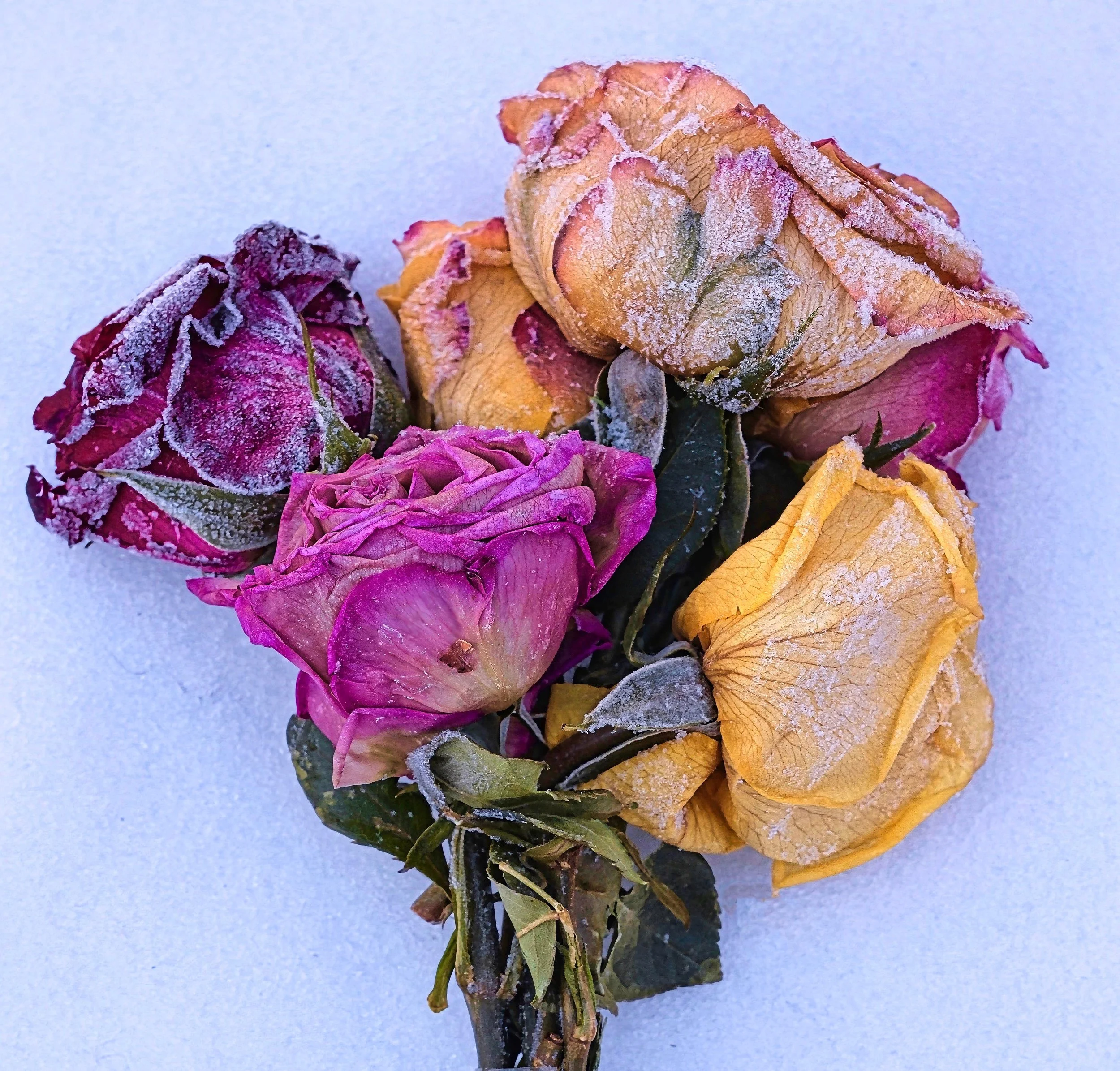 "FROSTY ROSES" by john babis