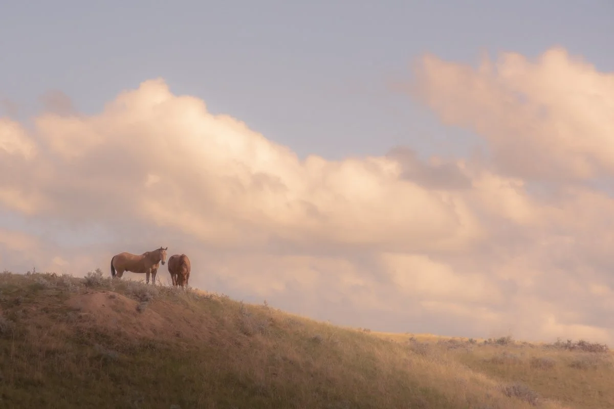 "Horses Grazing" by Arian Goudar